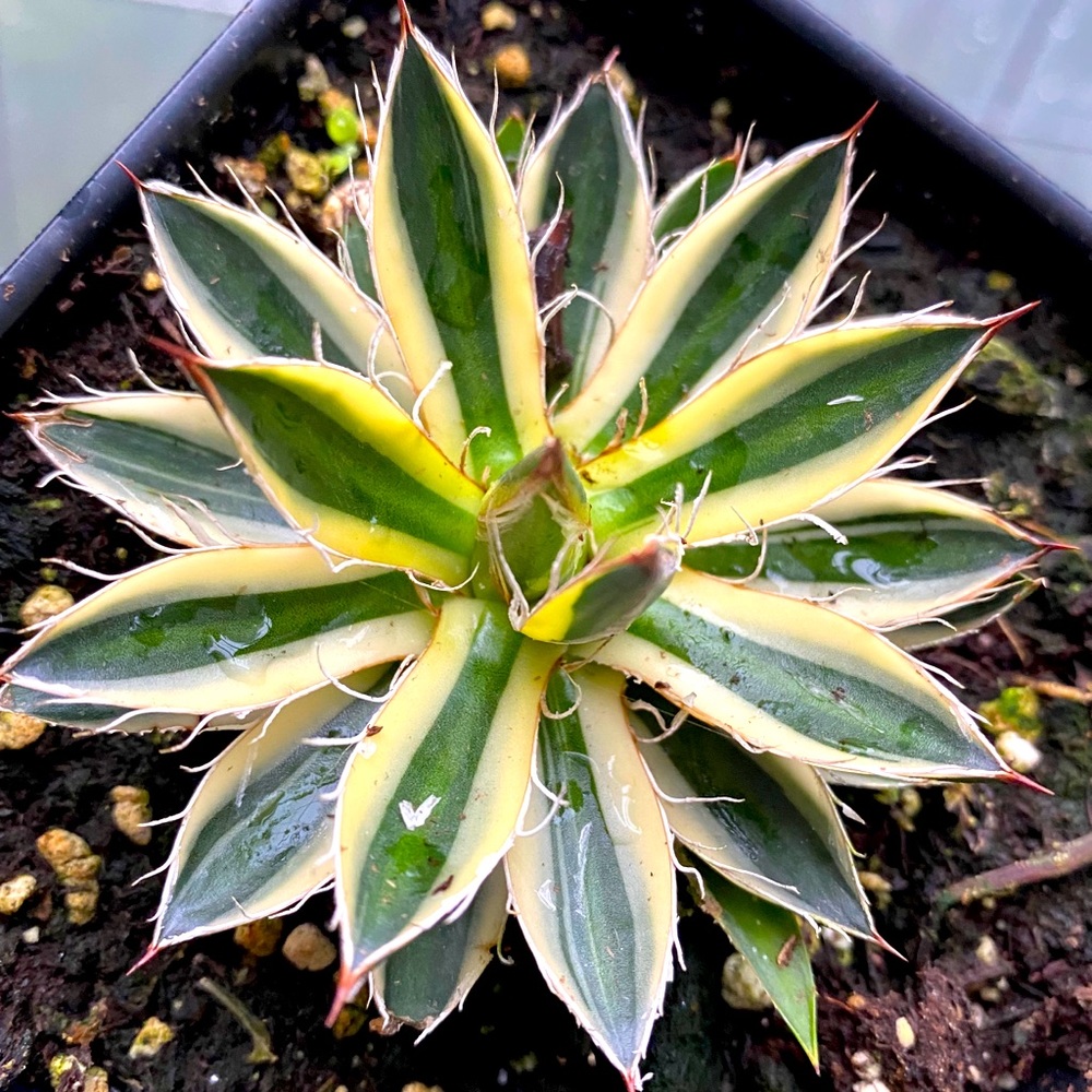 Agave Cactus Stater Plant in pot Variegated Cent